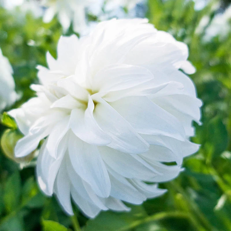 1221-lady-liberty-dahlia-1.webp