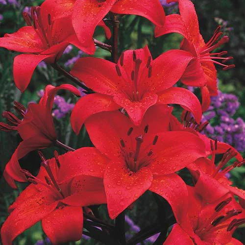 Gran Paradiso Asiatic Lily