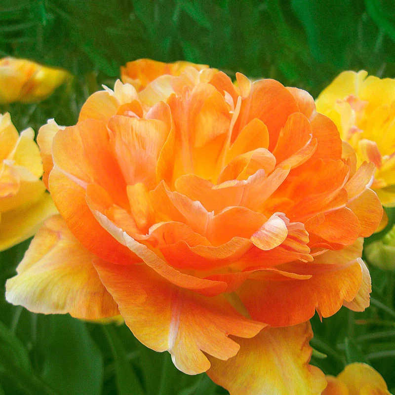 1231-charming-beauty-tulip-1.webp