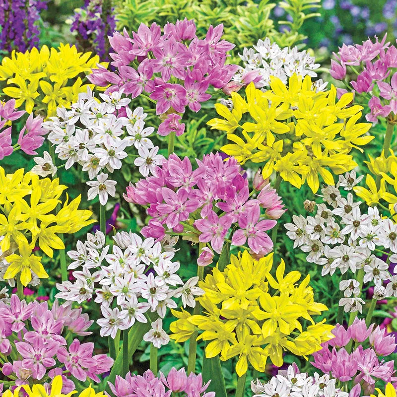 Eye Candyâ¢ Allium Mixture