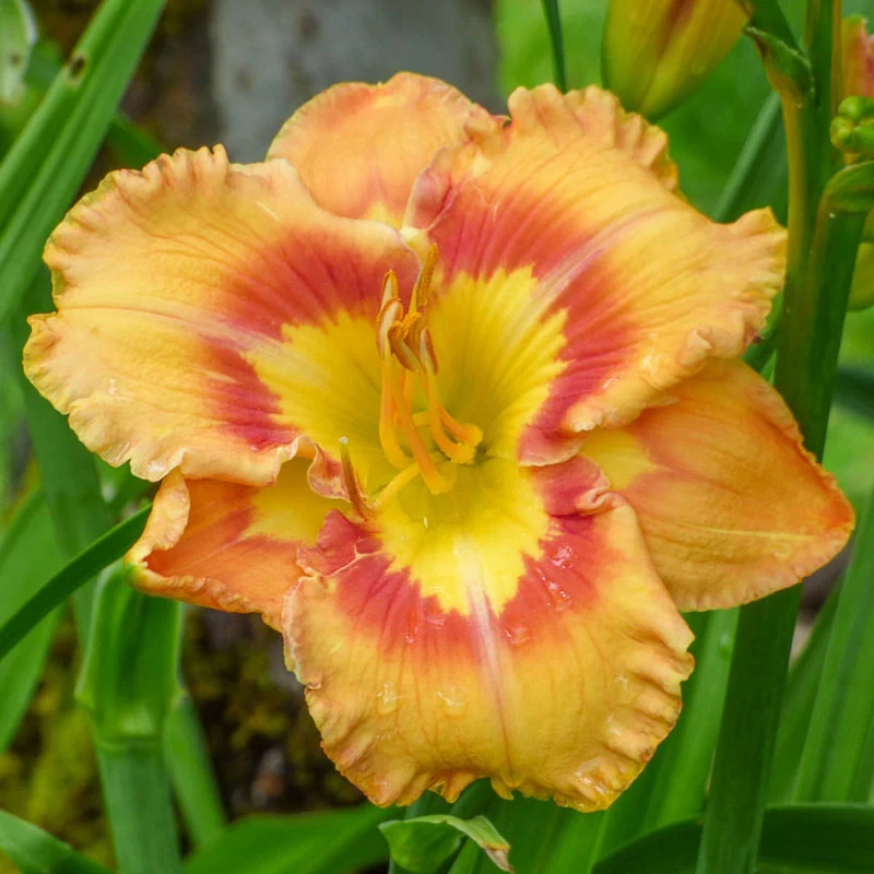 Axiom Reblooming Daylily