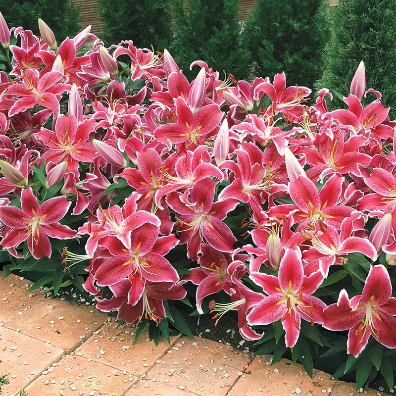 Starlight Magic Oriental Carpet Border Lilyâ¢