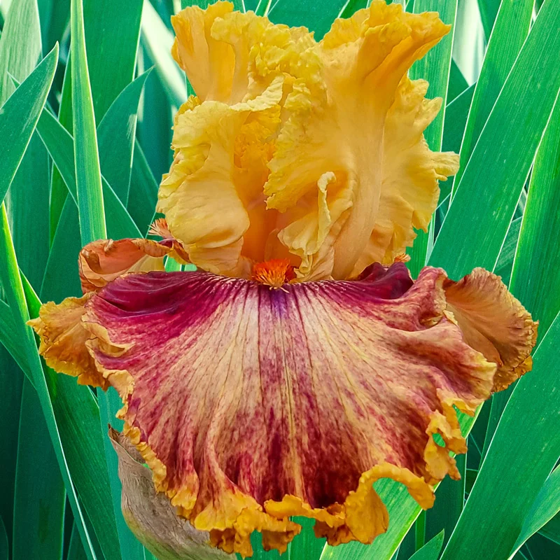 Italian Master Bearded Iris