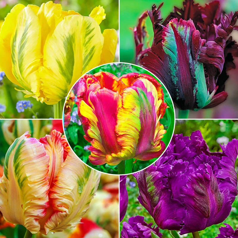 1247-wow-parrot-tulip-collection-1.webp