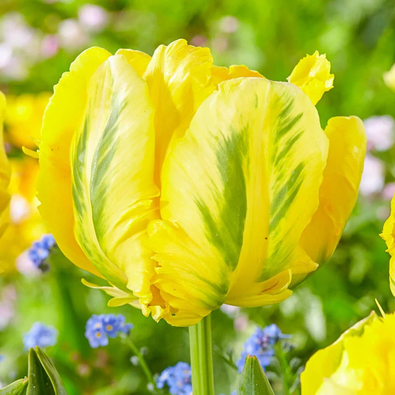 1247-wow-parrot-tulip-collection-1.webp