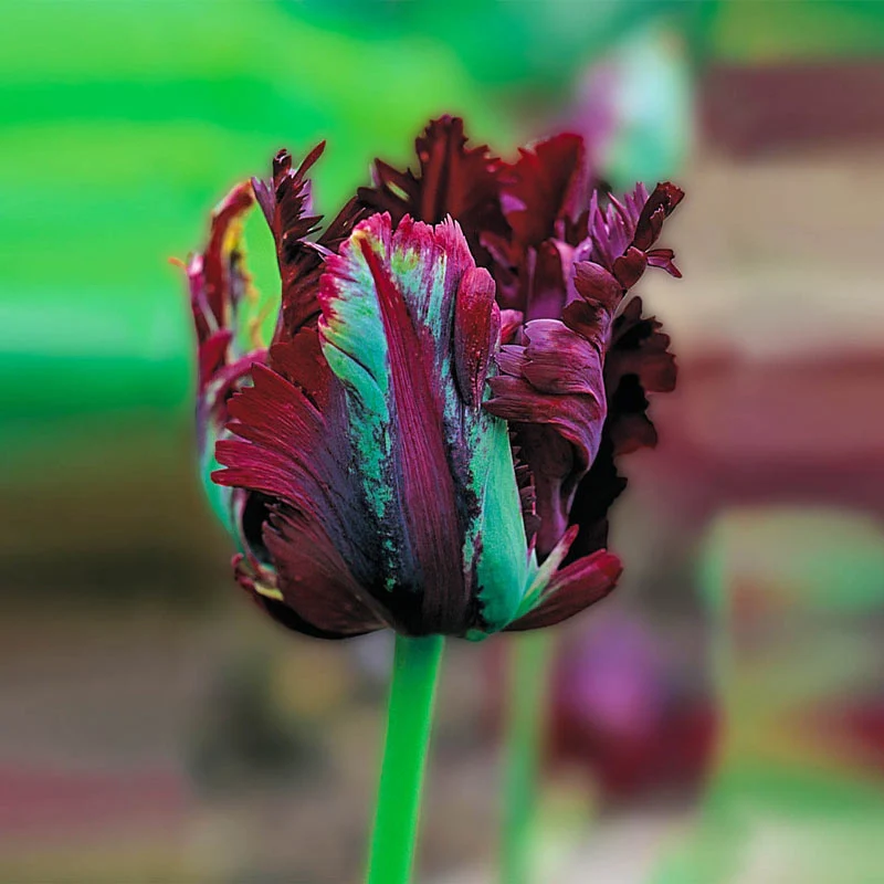 1247-wow-parrot-tulip-collection-1.webp