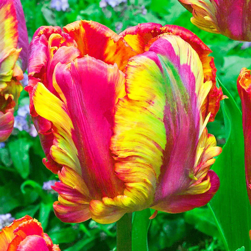 1247-wow-parrot-tulip-collection-1.webp