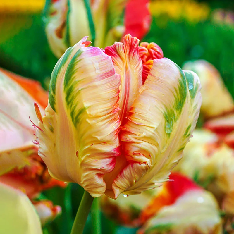 1247-wow-parrot-tulip-collection-1.webp