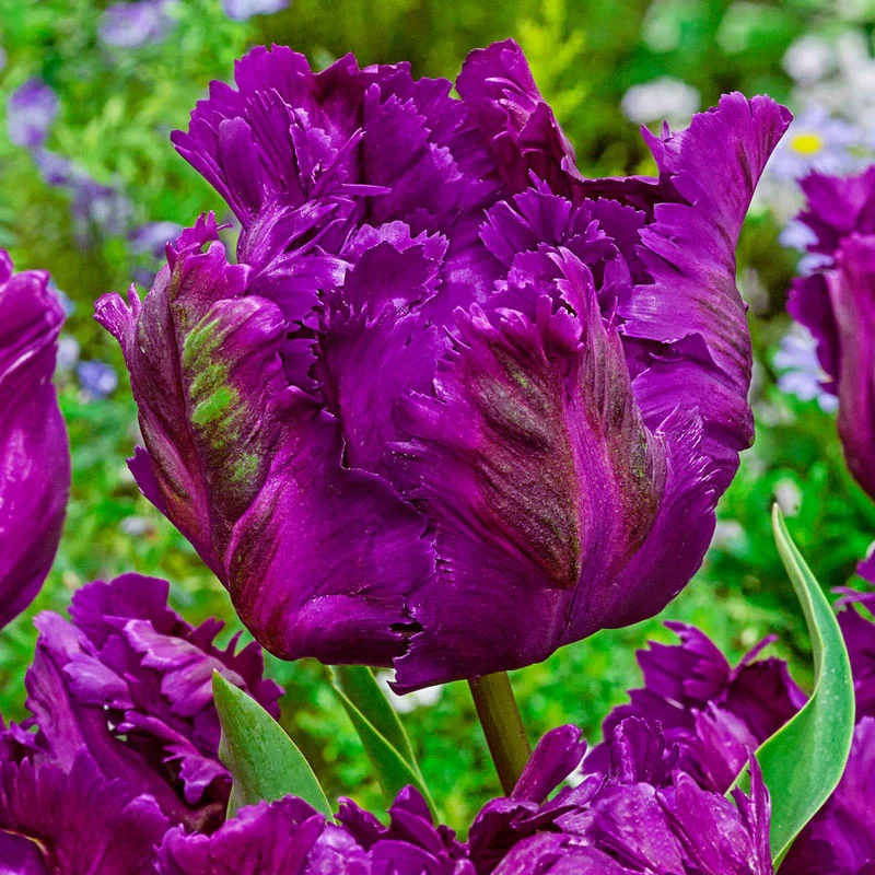 1247-wow-parrot-tulip-collection-1.webp