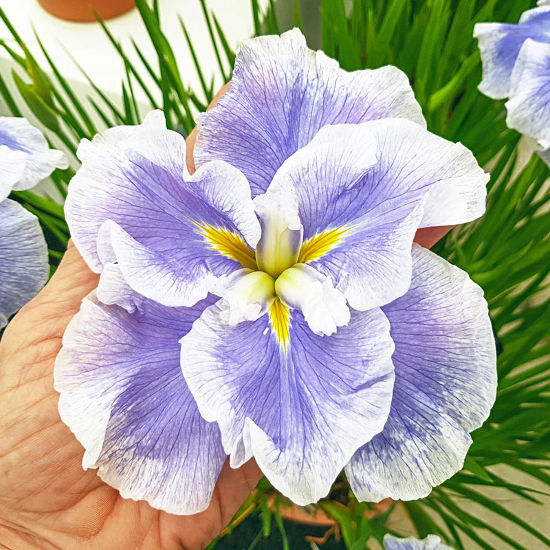 1248-ice-cream-dinner-plate-japanese-iris-1.webp