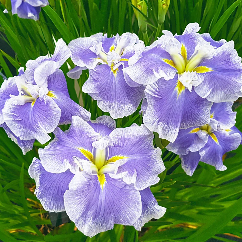 1248-ice-cream-dinner-plate-japanese-iris-1.webp