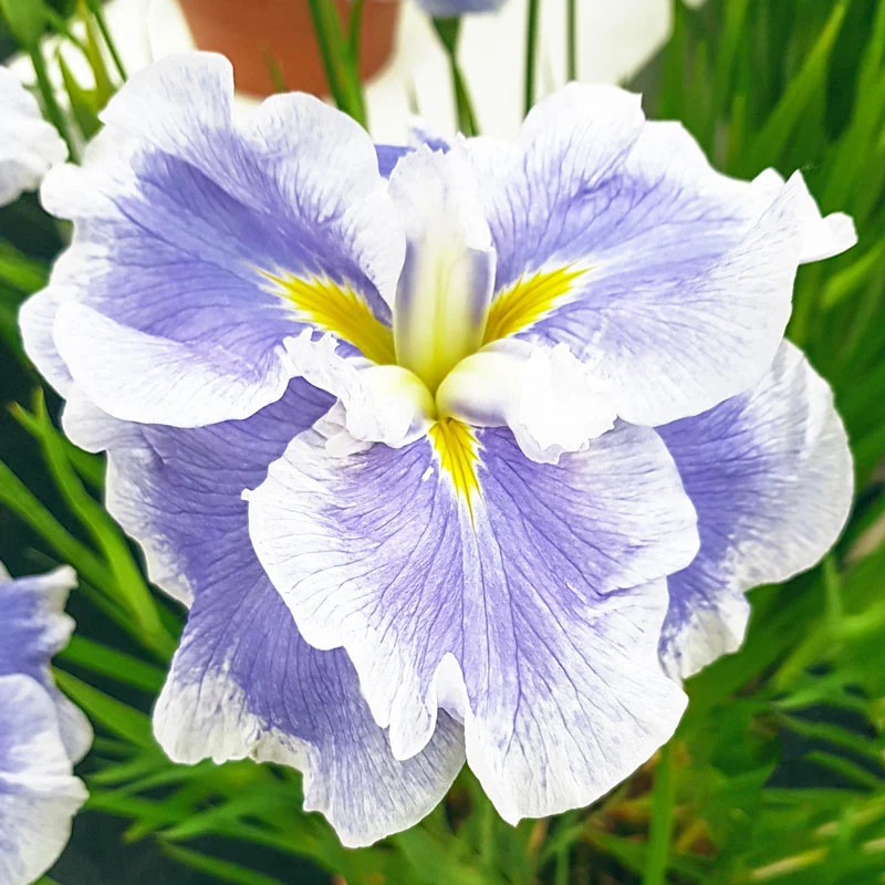 1248-ice-cream-dinner-plate-japanese-iris-1.webp