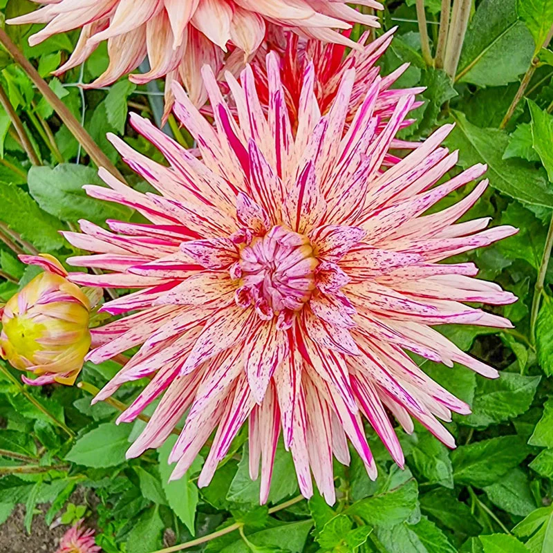 Alain Mimoun Dahlia