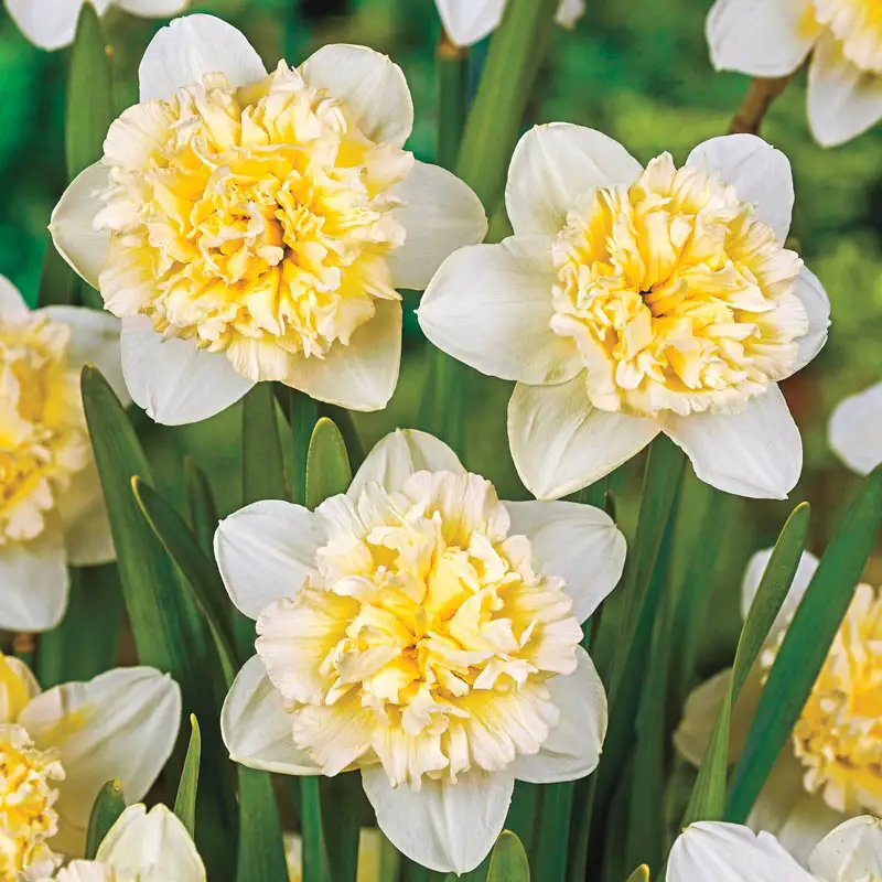 Ice King Daffodil