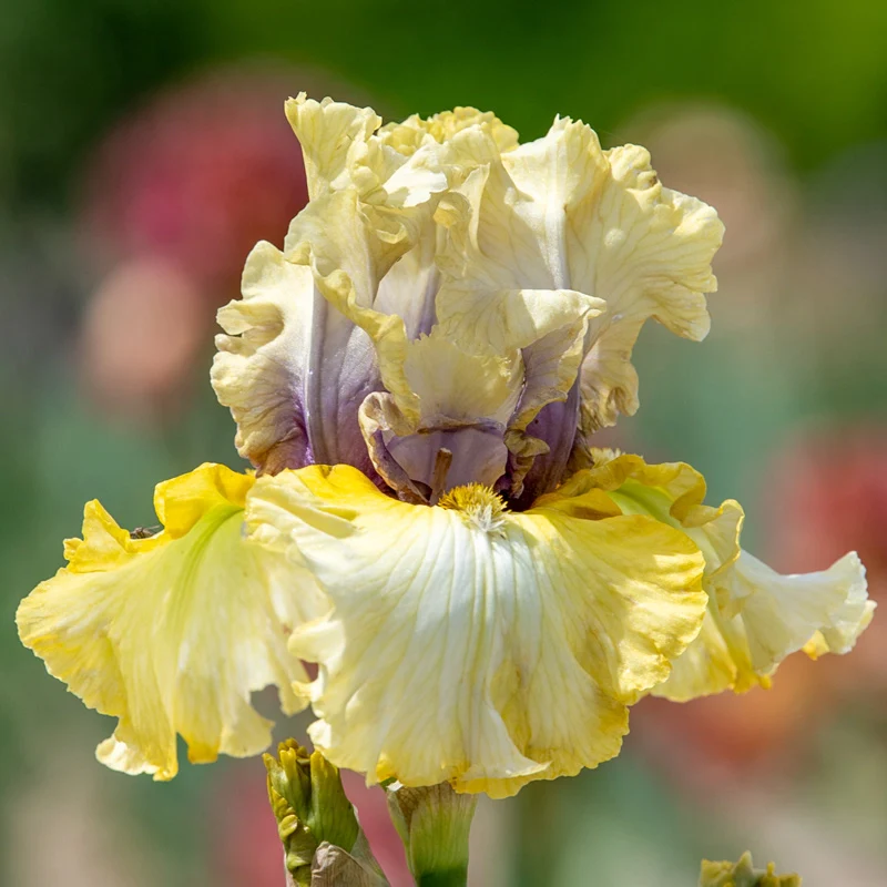 1255-monsoon-moon-bearded-iris-1.webp