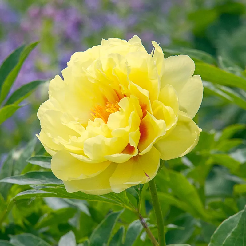1259-itoh-lifetime-peony-collection-1.webp