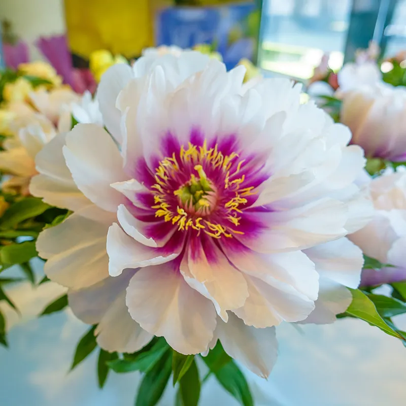 1259-itoh-lifetime-peony-collection-1.webp