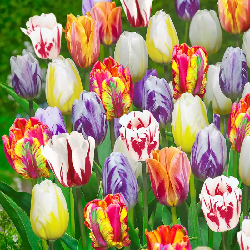 Flaming Beautiesâ¢ Tulip Mixture