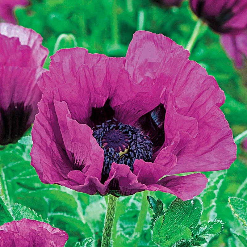 1266-patty-s-plum-poppy-1.webp