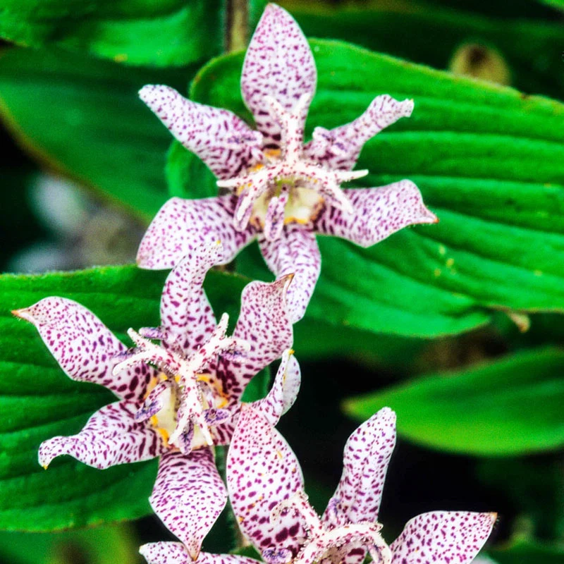 Hirta Toad Lily 1 1268-hirta-toad-lily-1.webp
