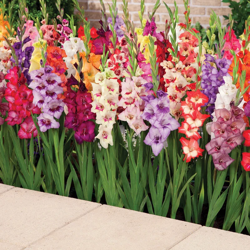 127-glamini-gladiolus-mixture-1.webp