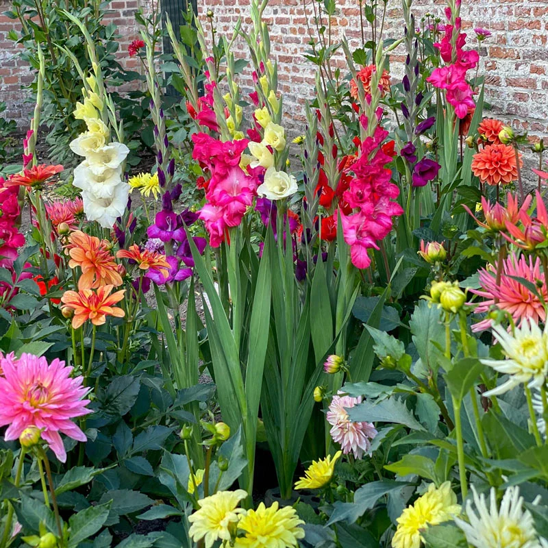 127-glamini-gladiolus-mixture-1.webp