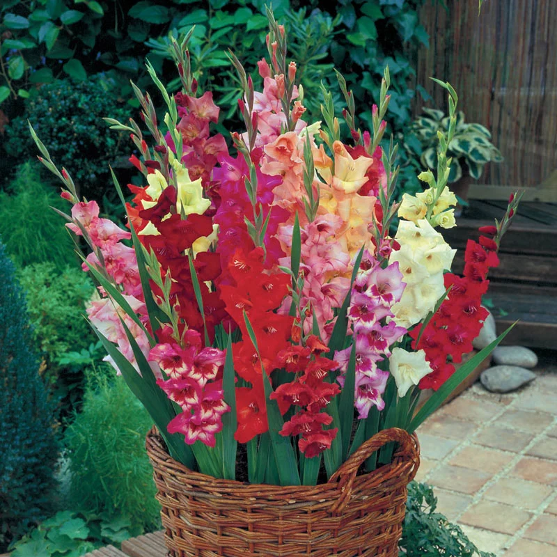 127-glamini-gladiolus-mixture-1.webp