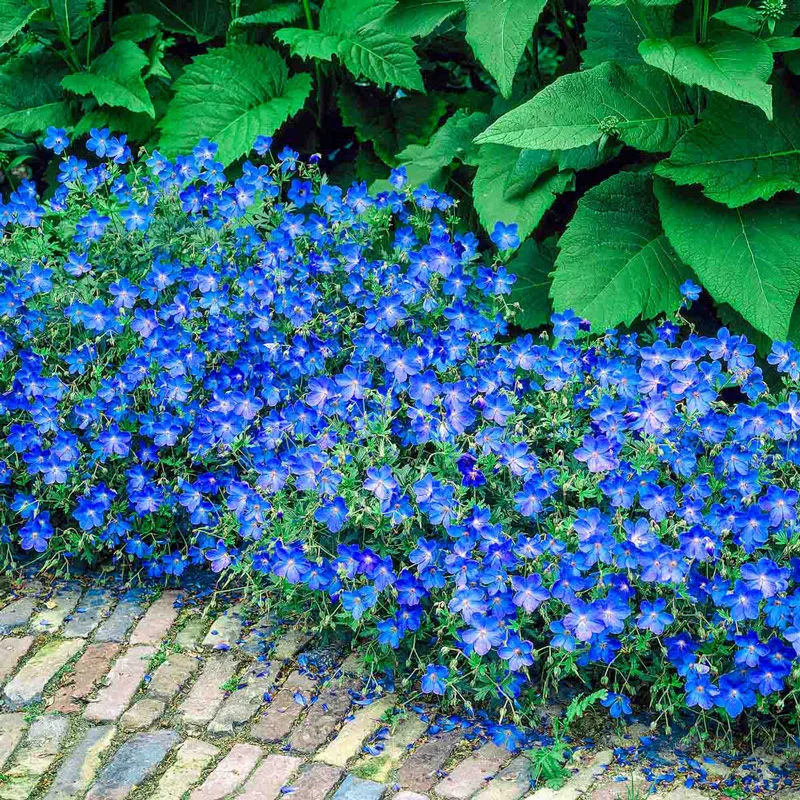 Johnson's Blue Hardy Geranium