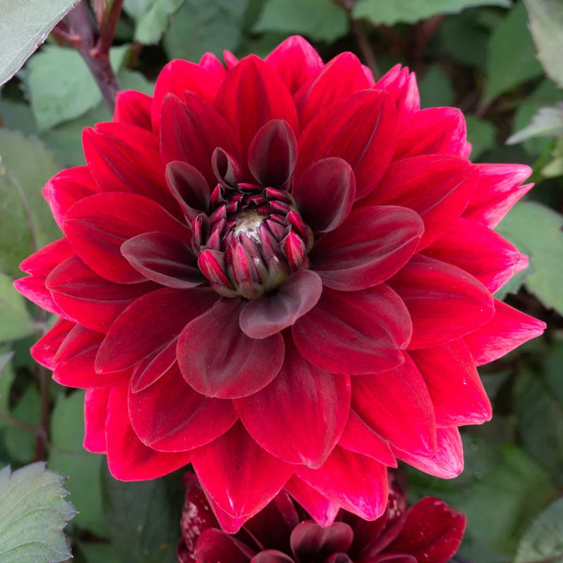 1281-after-dusk-dahlia-1.webp