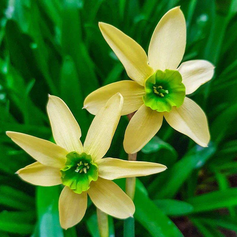 Green with Envy⢠Daffodil 1 1284-green-with-envy-daffodil-1.webp