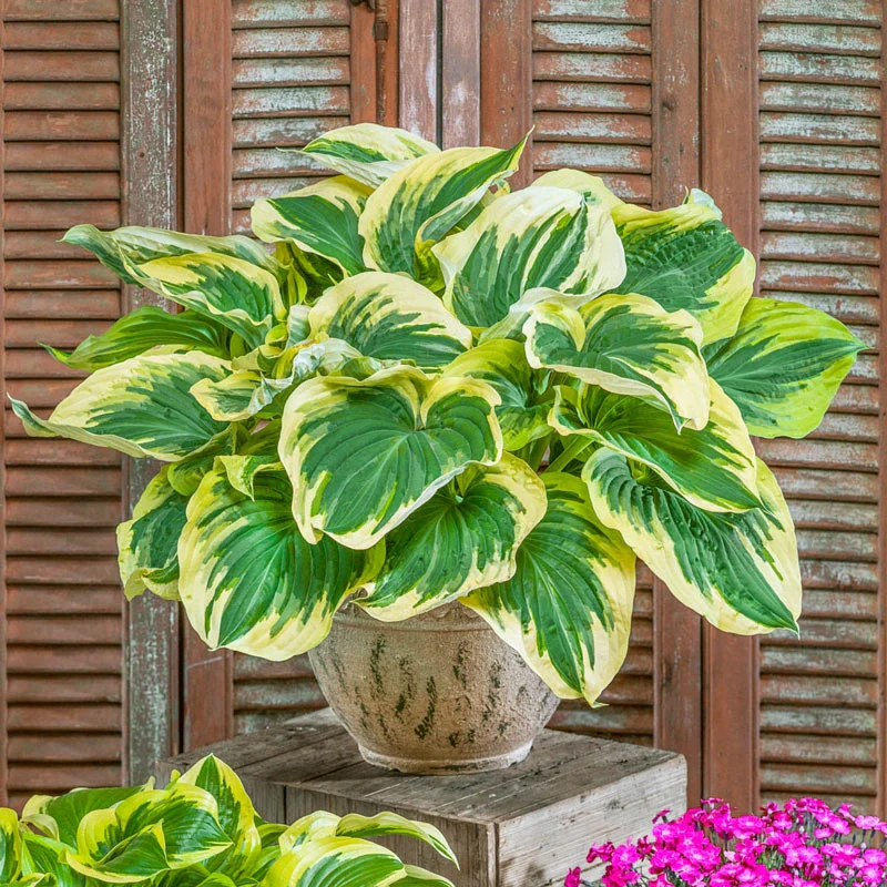 1285-broadway-hosta-1.webp