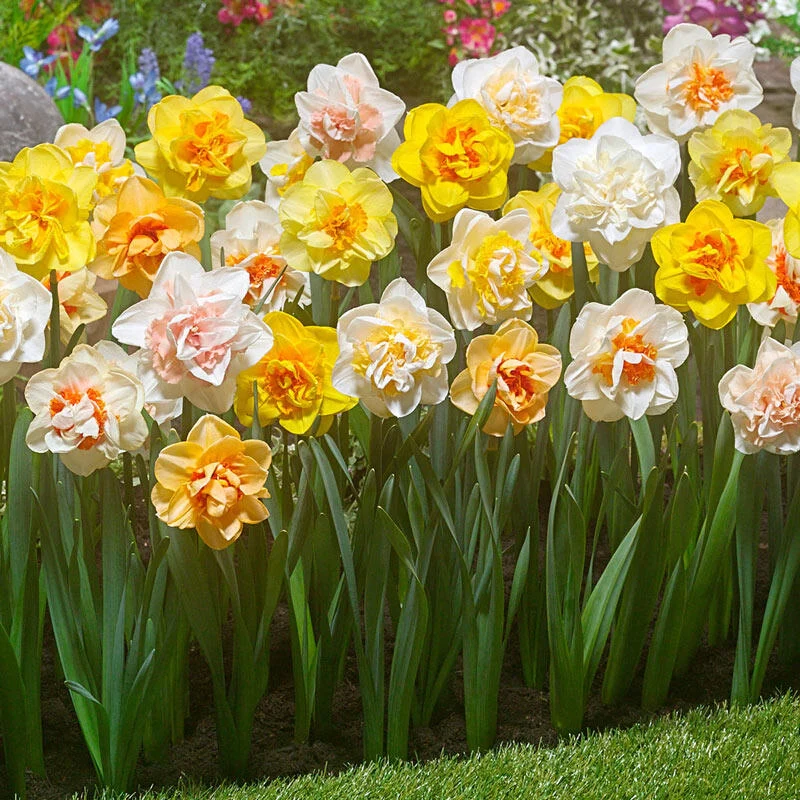 2 Months of Double Daffodils Mixture