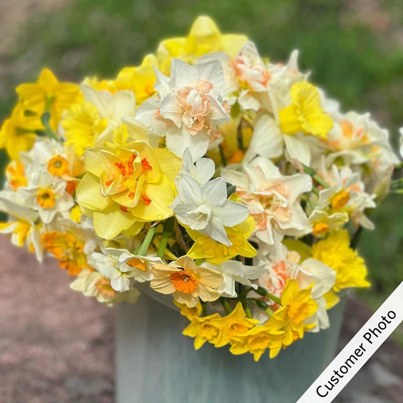 1286-2-months-of-double-daffodils-mixture-1.webp
