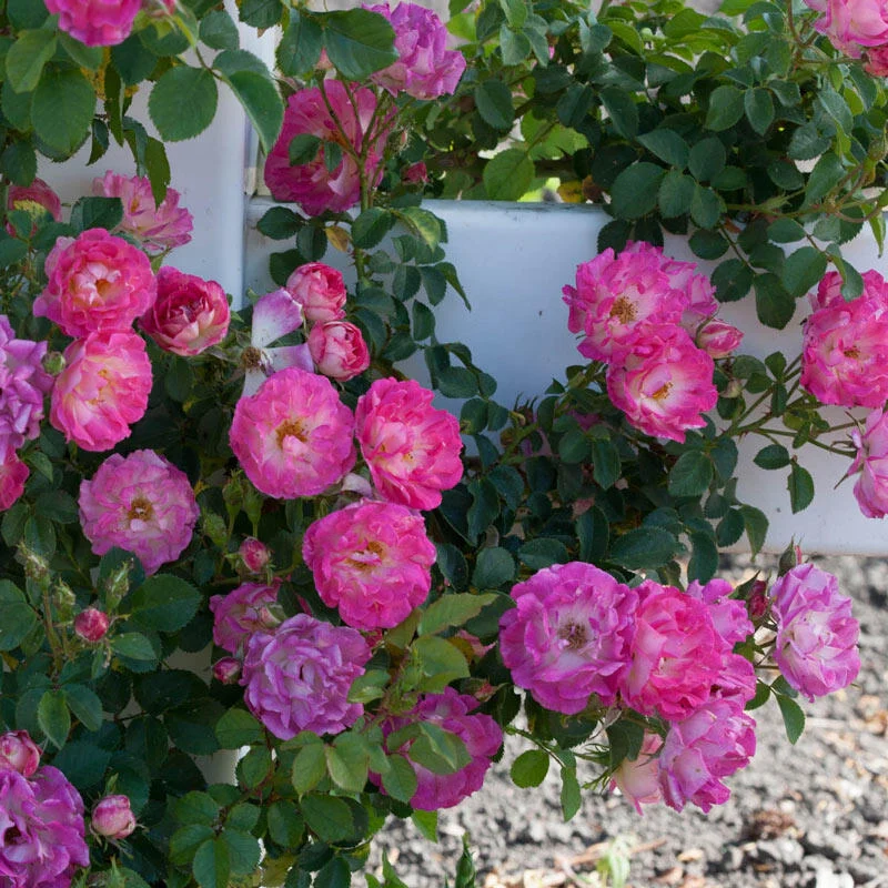 1294-cupid-s-kisses-miniature-rose-1.webp
