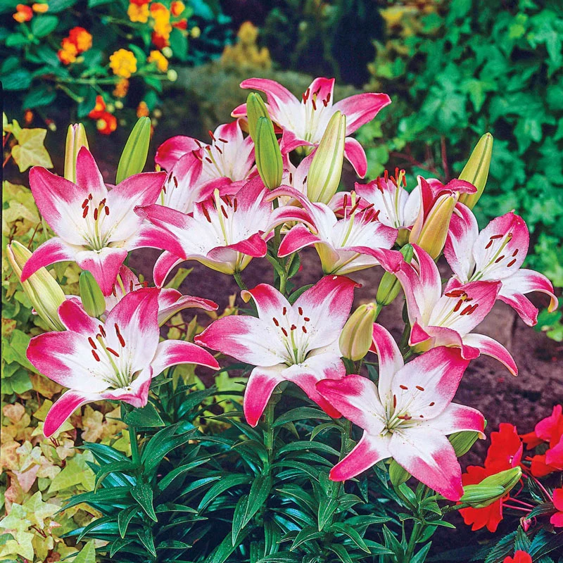 1295-lollypop-lily-1.webp
