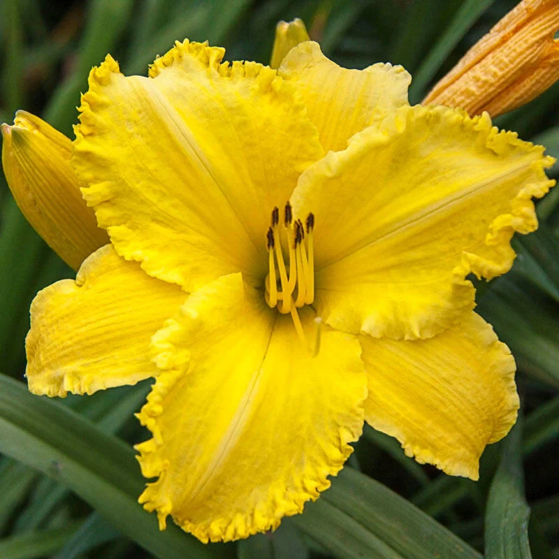 Erin Lea Reblooming Daylily 1 1296-erin-lea-reblooming-daylily-1.webp