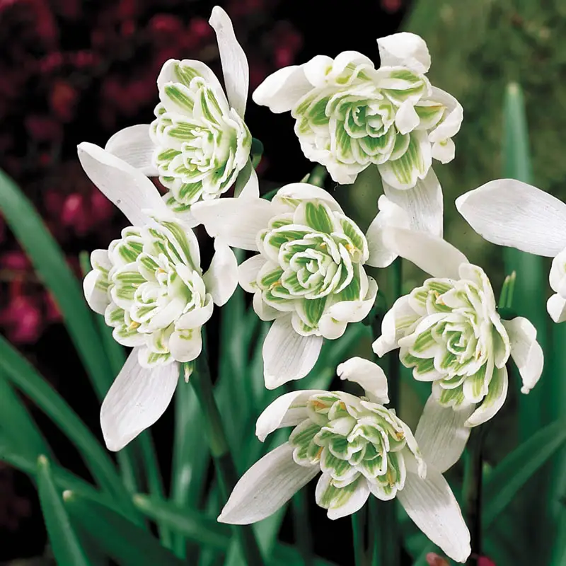 Double Snowdrops