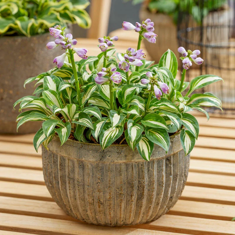 Pandora's Box Mini Hosta