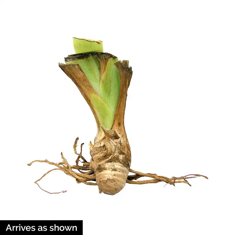 1299-neutron-dance-bearded-iris-1.webp