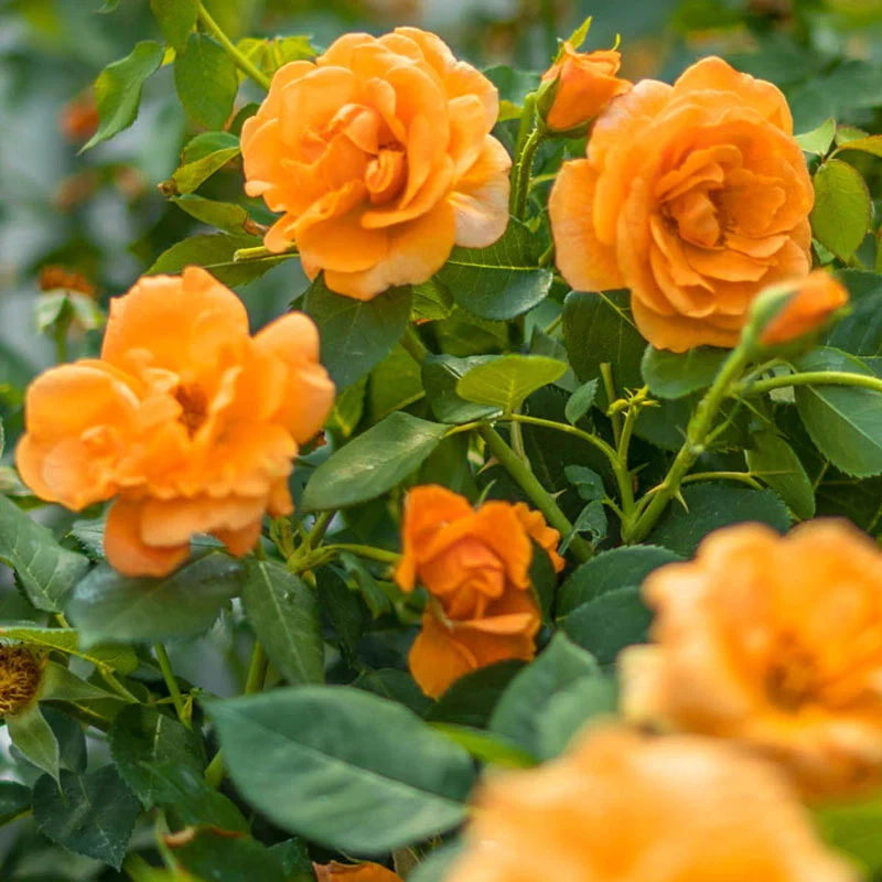 Orange Freedom Rose 1 1303-orange-freedom-rose-1.webp