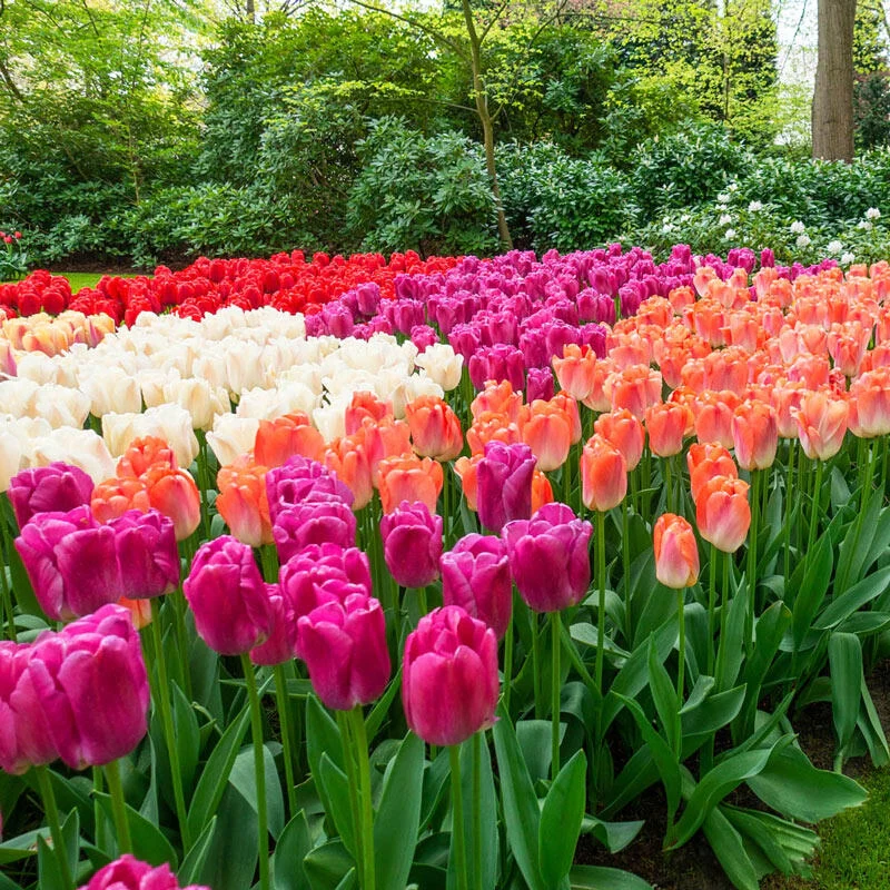 Pride Tulip Mixture