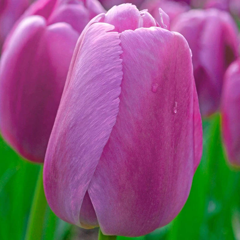 1304-pride-tulip-mixture-1.webp