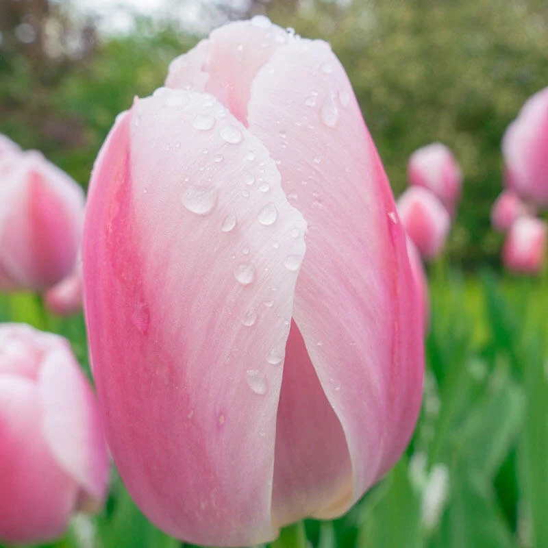 1304-pride-tulip-mixture-1.webp