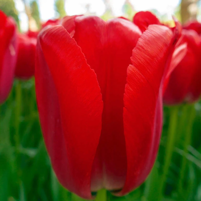1304-pride-tulip-mixture-1.webp