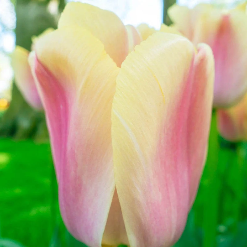 1304-pride-tulip-mixture-1.webp