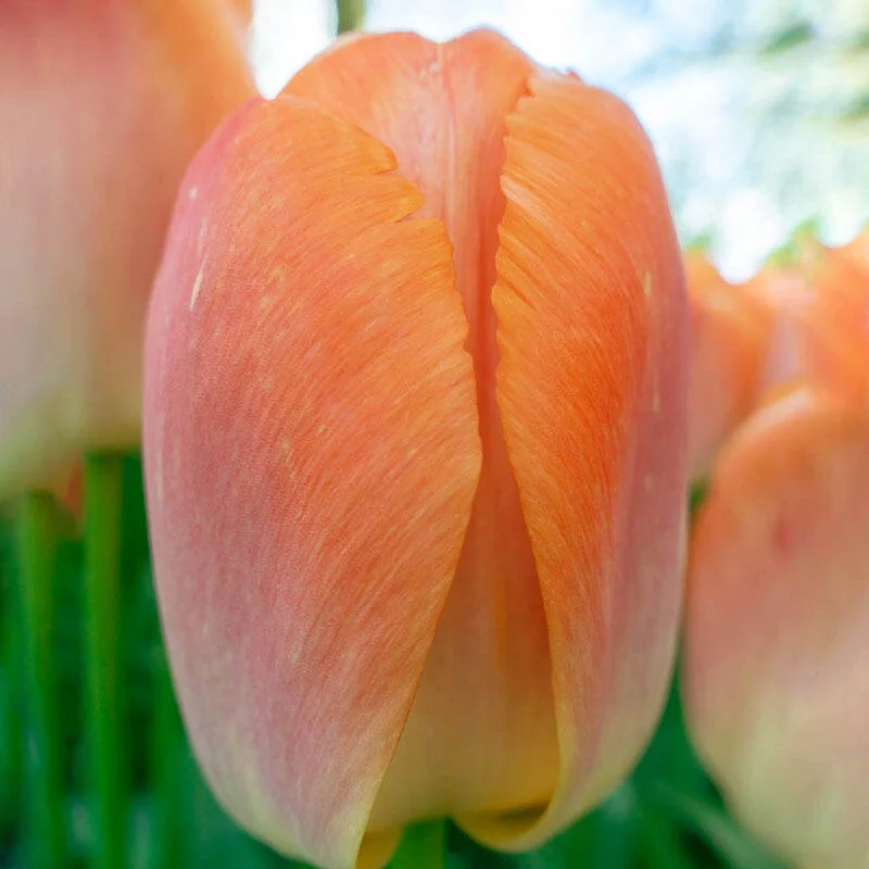 1304-pride-tulip-mixture-1.webp