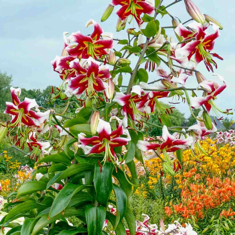 Beverly Dreams Lily TreeÂ®