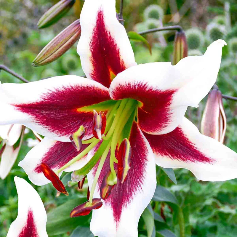 Beverly Dreams Lily TreeÂ®