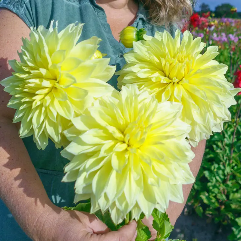 Kelvin Floodlight Dahlia