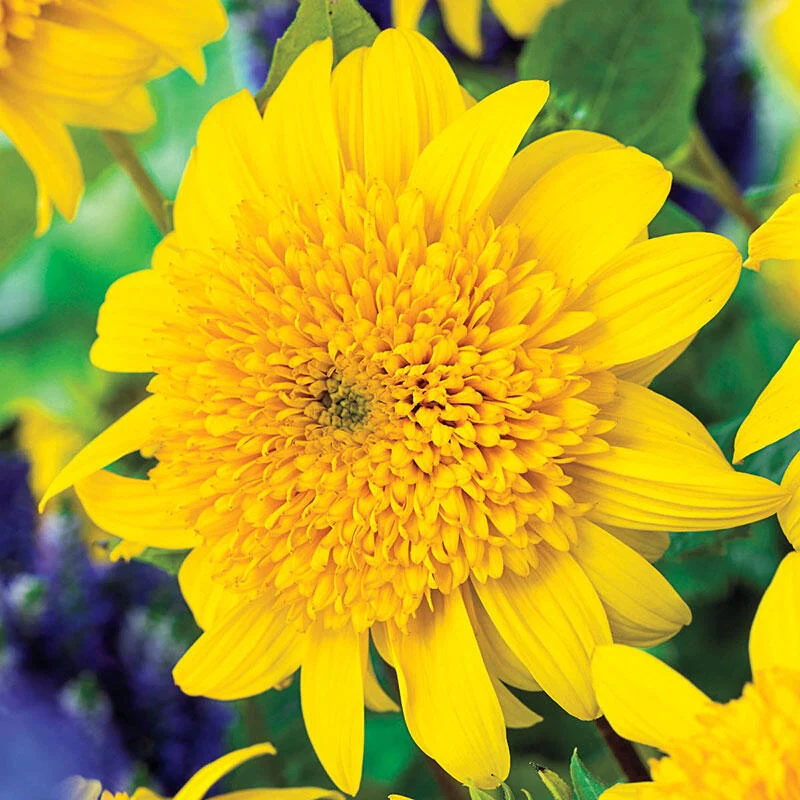 1318-happy-days-sunflower-1.webp